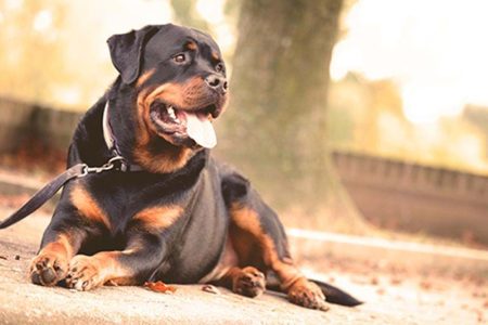 hund som ligger på marken