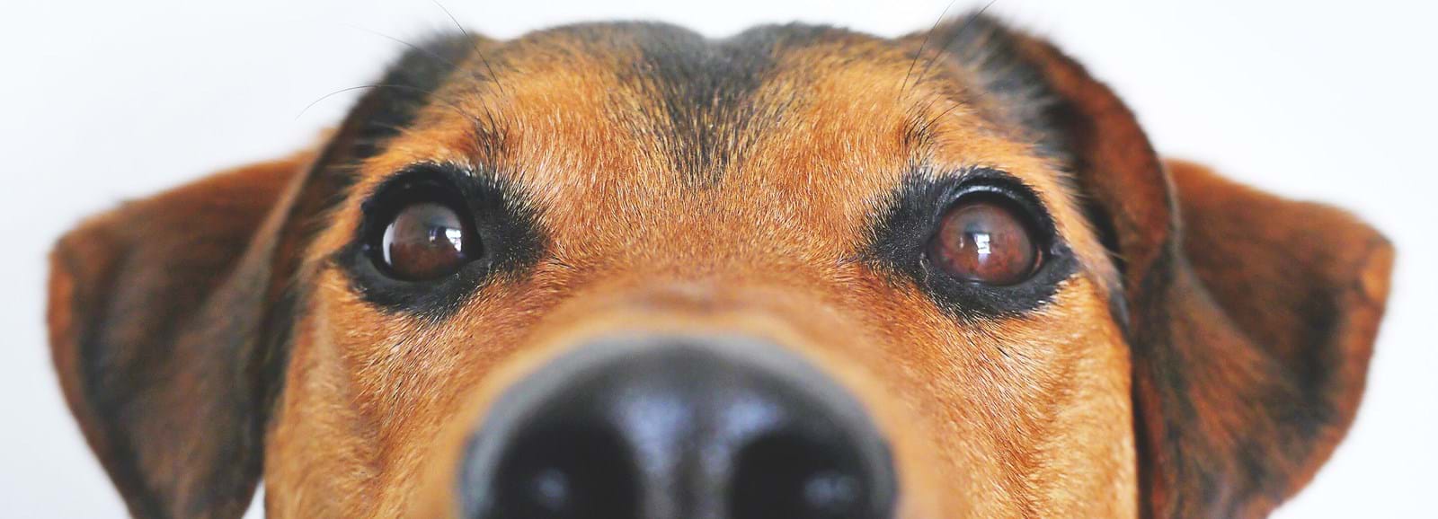 närbild hundnos och ansikte