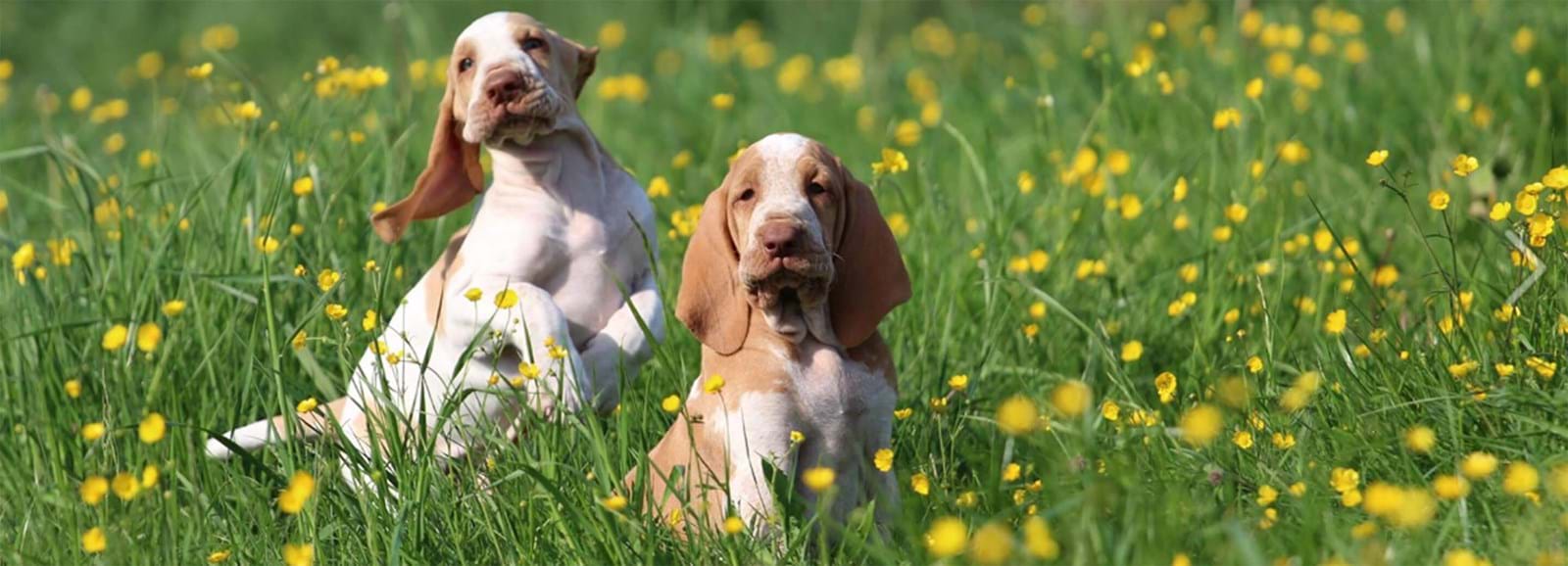 två hundar på äng