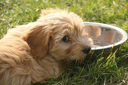 söt hund vid vattenskål i gräs