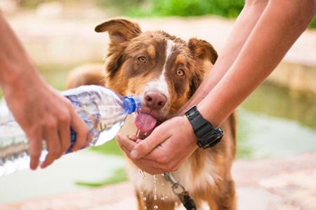 hund som dricker vatten ur vattenflaska