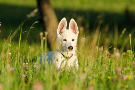 vit hund i högt gräs