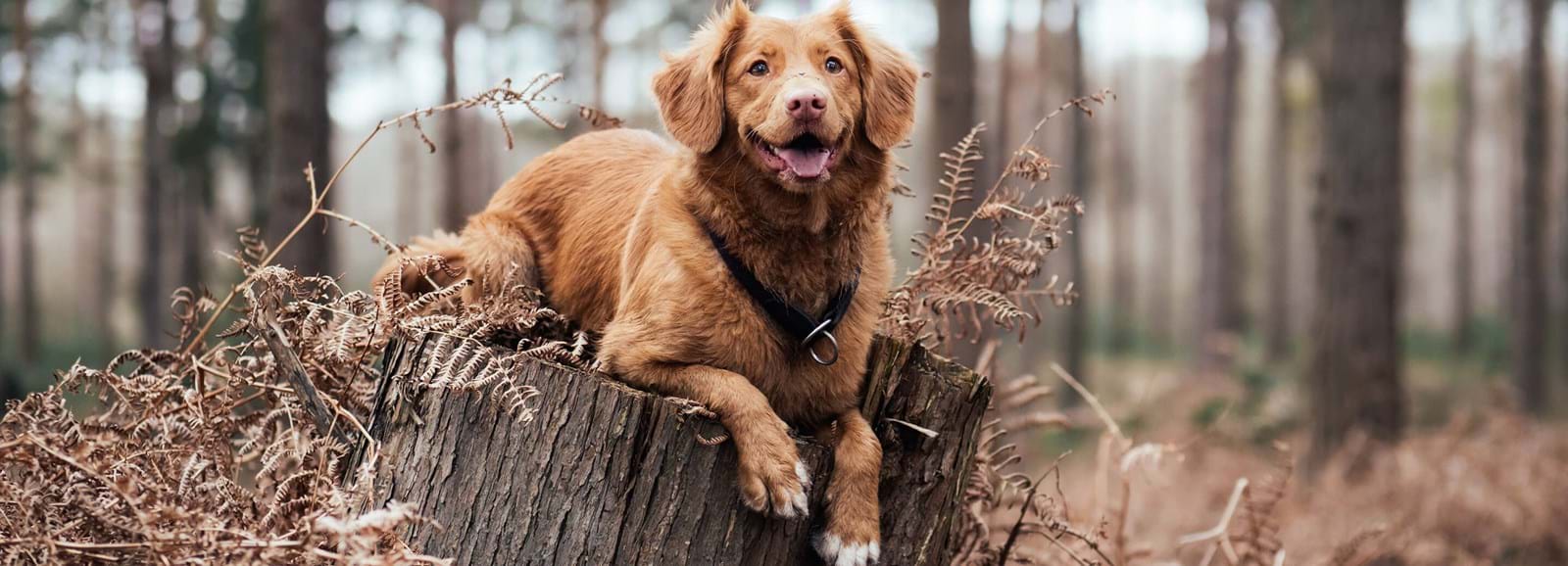 hund på stubbe i skog