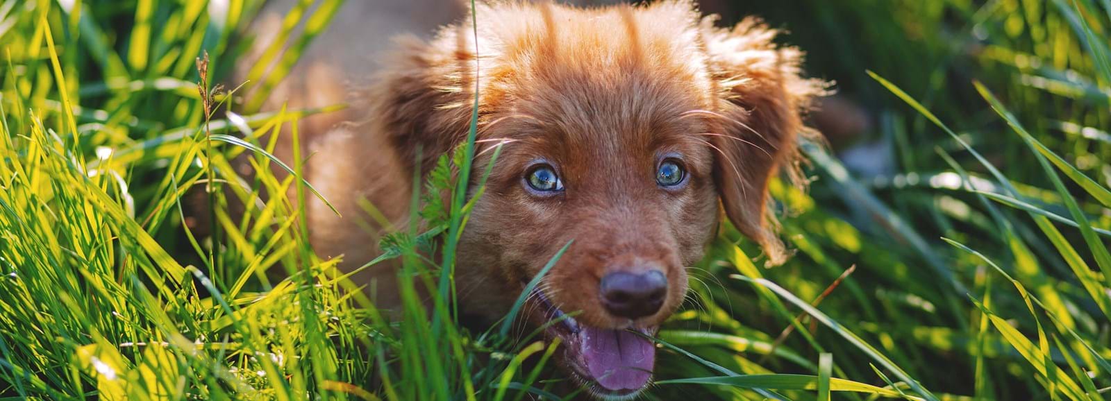 söt röd hund i högt gräs