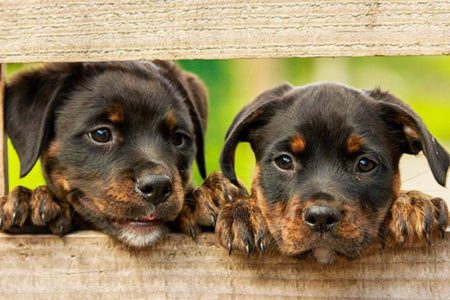 två hundvalpar som tittar genom ett staket