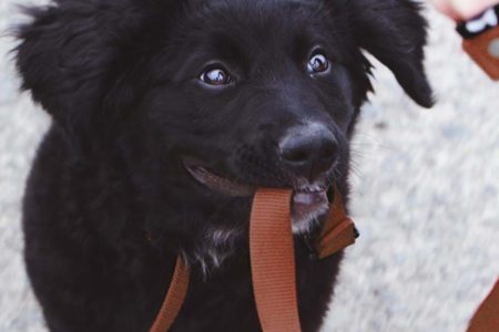 svart valp håller sitt eget koppel i munnen