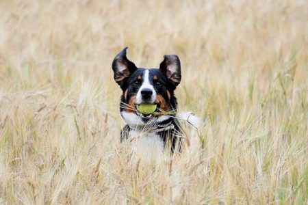 hund med boll i mun på ett fält