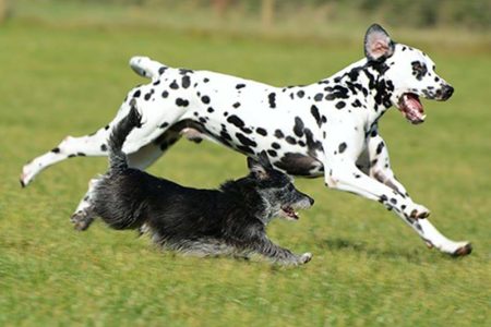 liten och stor hund som springer på äng
