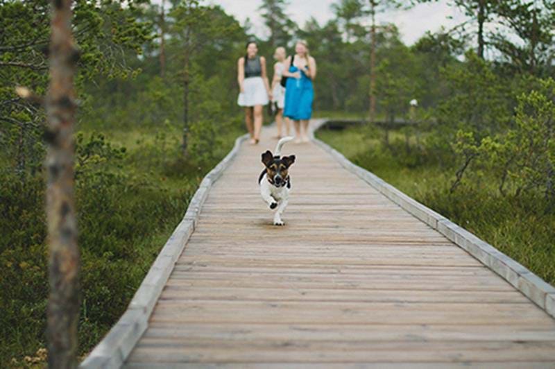 hund på trall i skogen