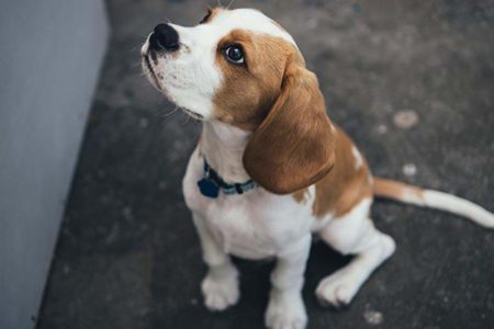 beagle sitter på asfalt