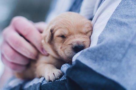 liten valp i famnen på en person