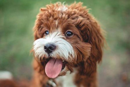 närbild rufsig rödvit hund