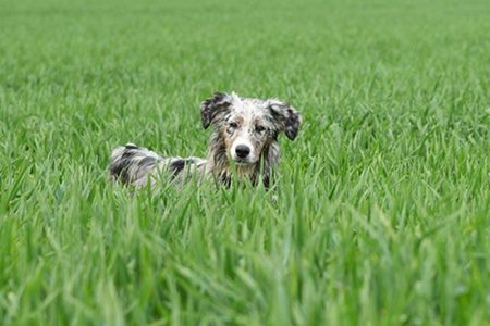 liten hund tittar fram i högt gräs