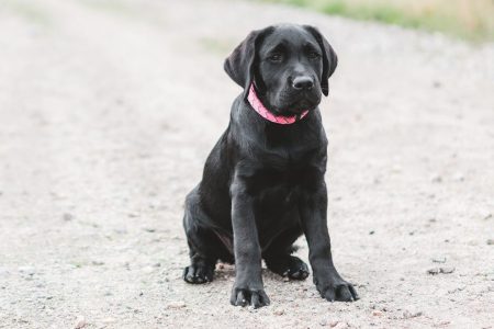 svart hund på grusväg
