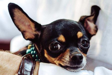 liten hund vilar i knä