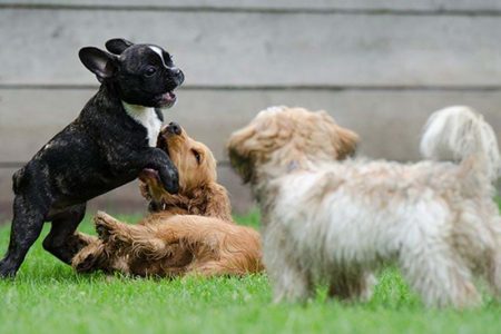 tre hundar som leker ute