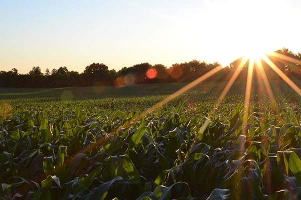 fält och solnedgång