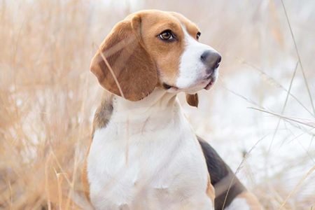 Beagle hund sitter i gräs