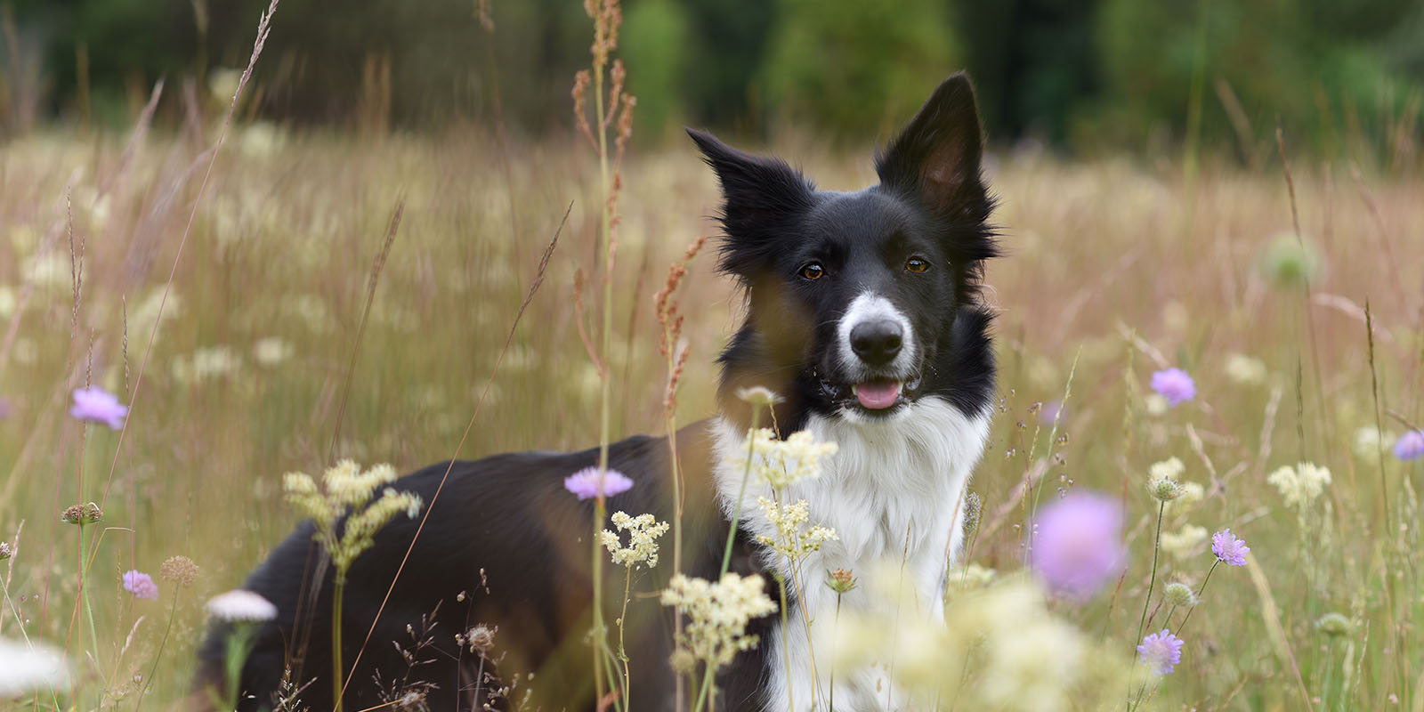 Border collie på ett fält med sommarblommor