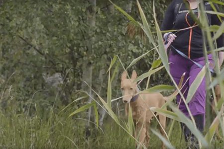 En faraohund som går på promenad