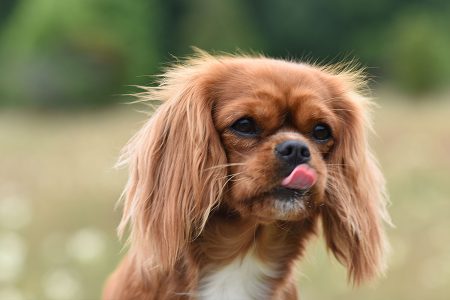 Hund slickar sig om nosen