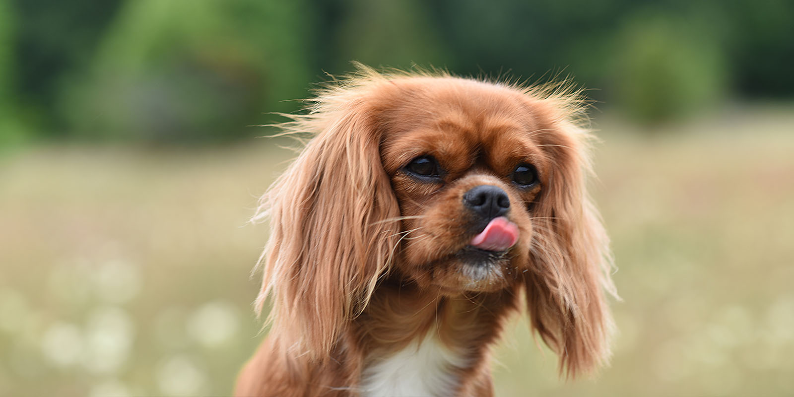 Hund slickar sig om nosen