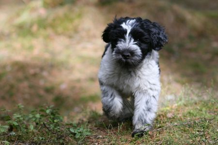 Valp springer över gräset