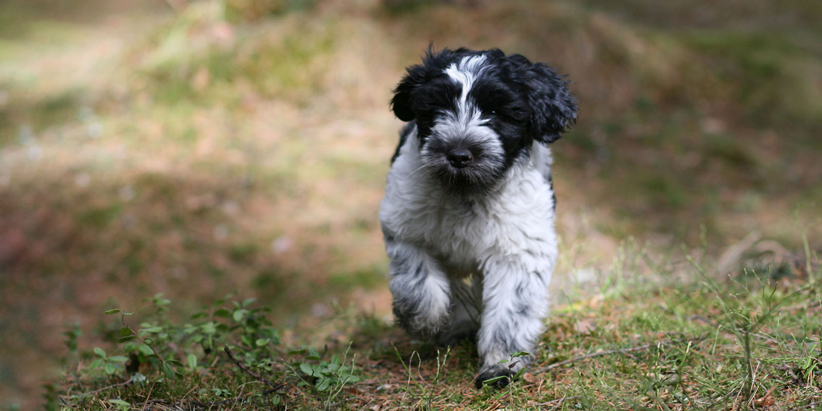 Valp springer över gräset