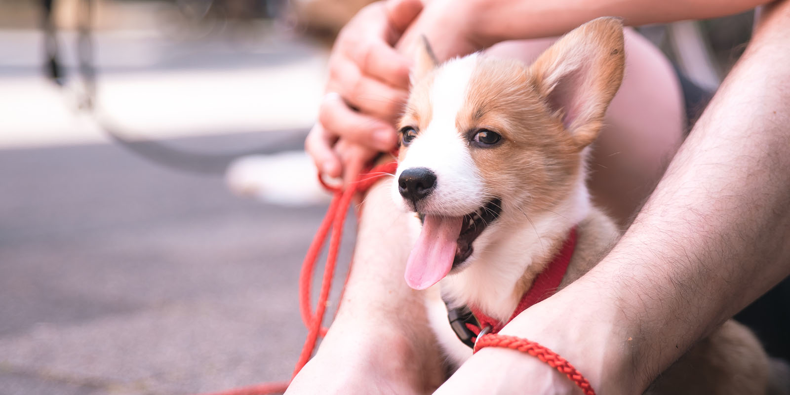 Corgivalp gäspar hos sin husse
