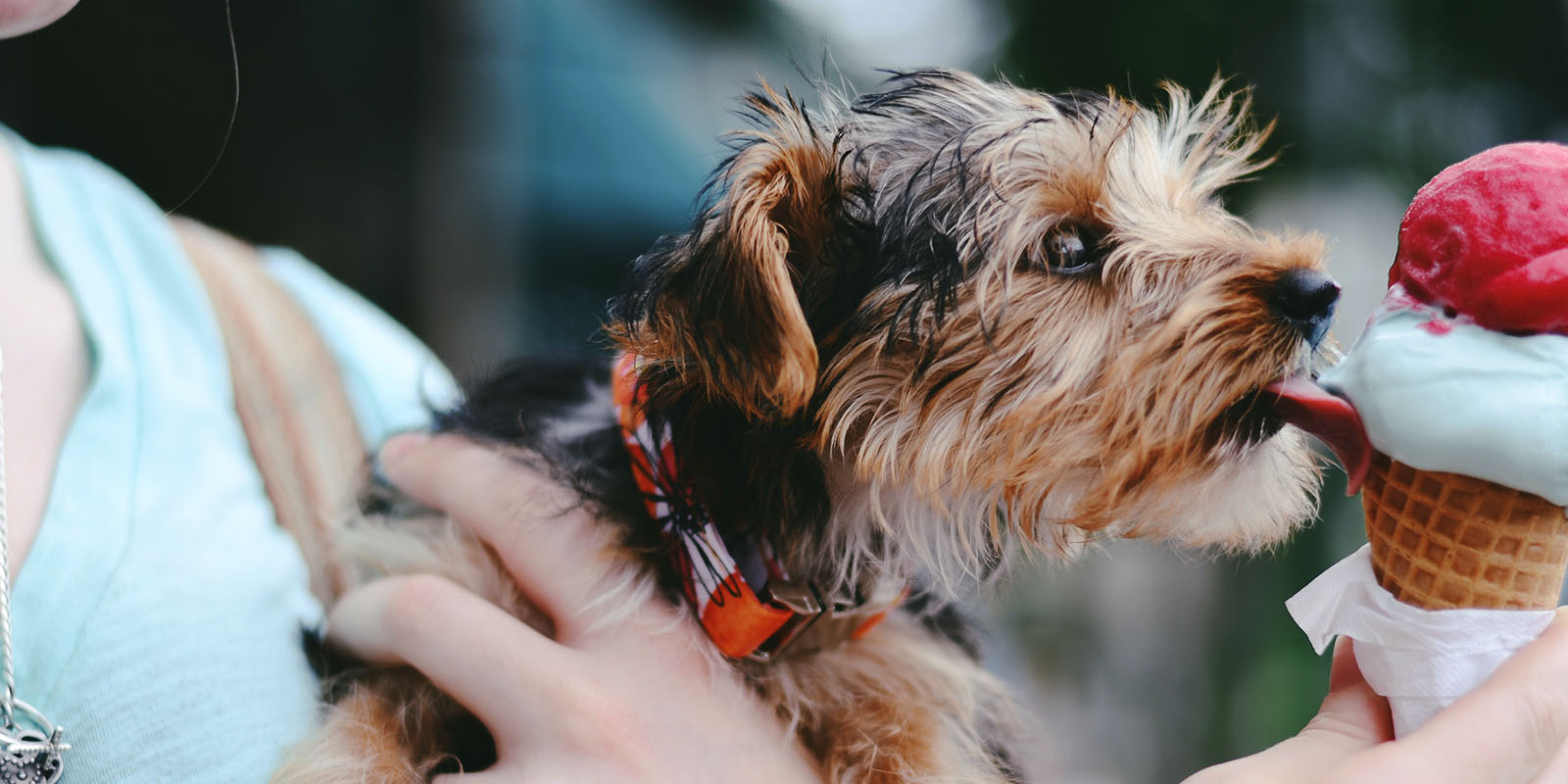 hund blir buren i famnen och slickar på ägarens glass