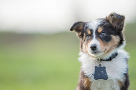 Söt hundvalp av vallhundsras