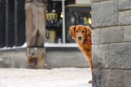 Nyfiken hund i stadsmijlö