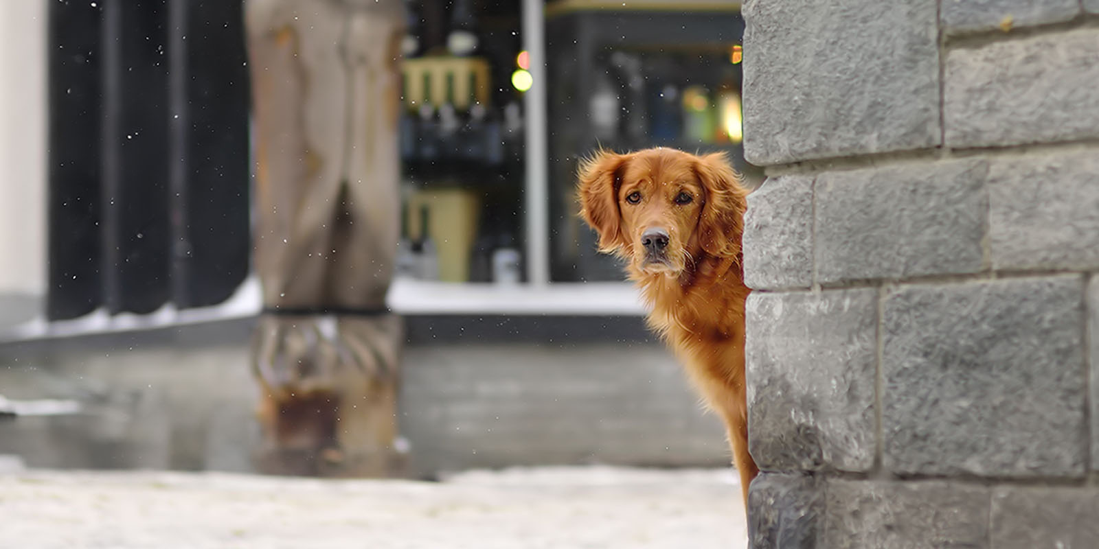 Golden retriever i stadsmijlö