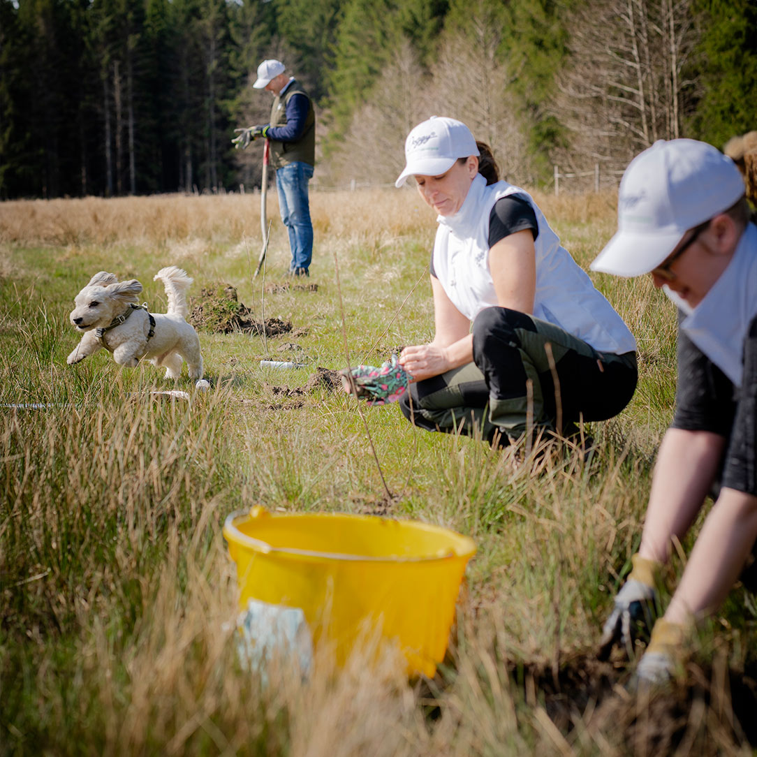 Trädplantering i Tanum
