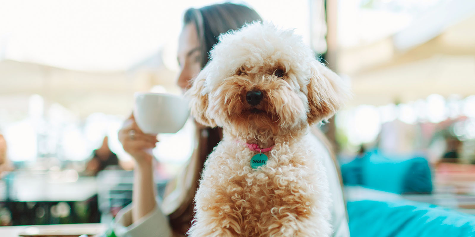 Liten fluffig hund på café