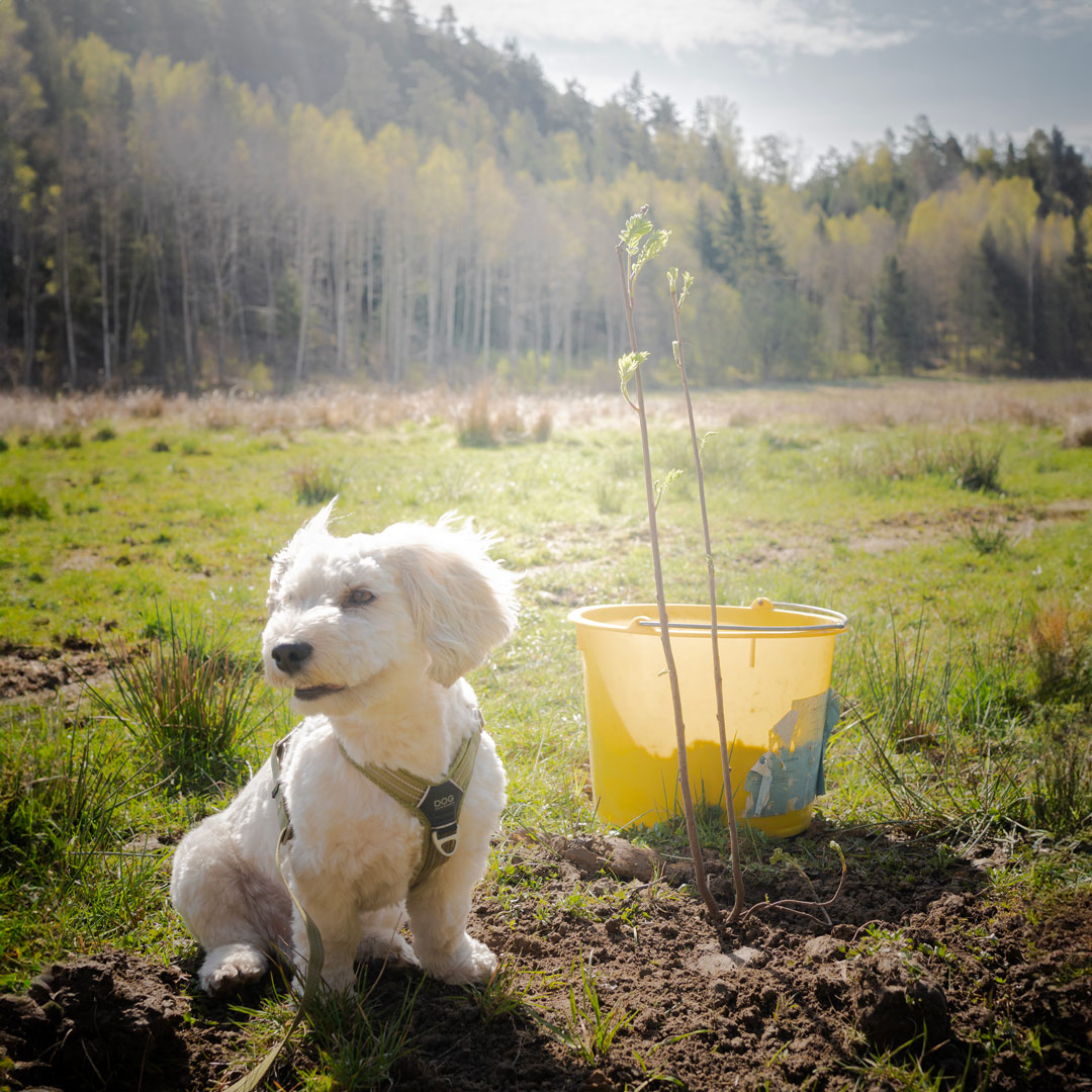 Vit fluffig hund på trädplantering i Tanum
