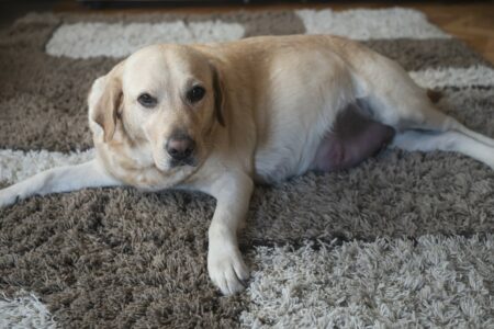 dräktig hund ligger ned på en matta