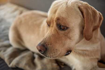löpande hund ligger ned i soffa på filt