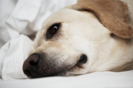 Labrador is lying on bed in home.