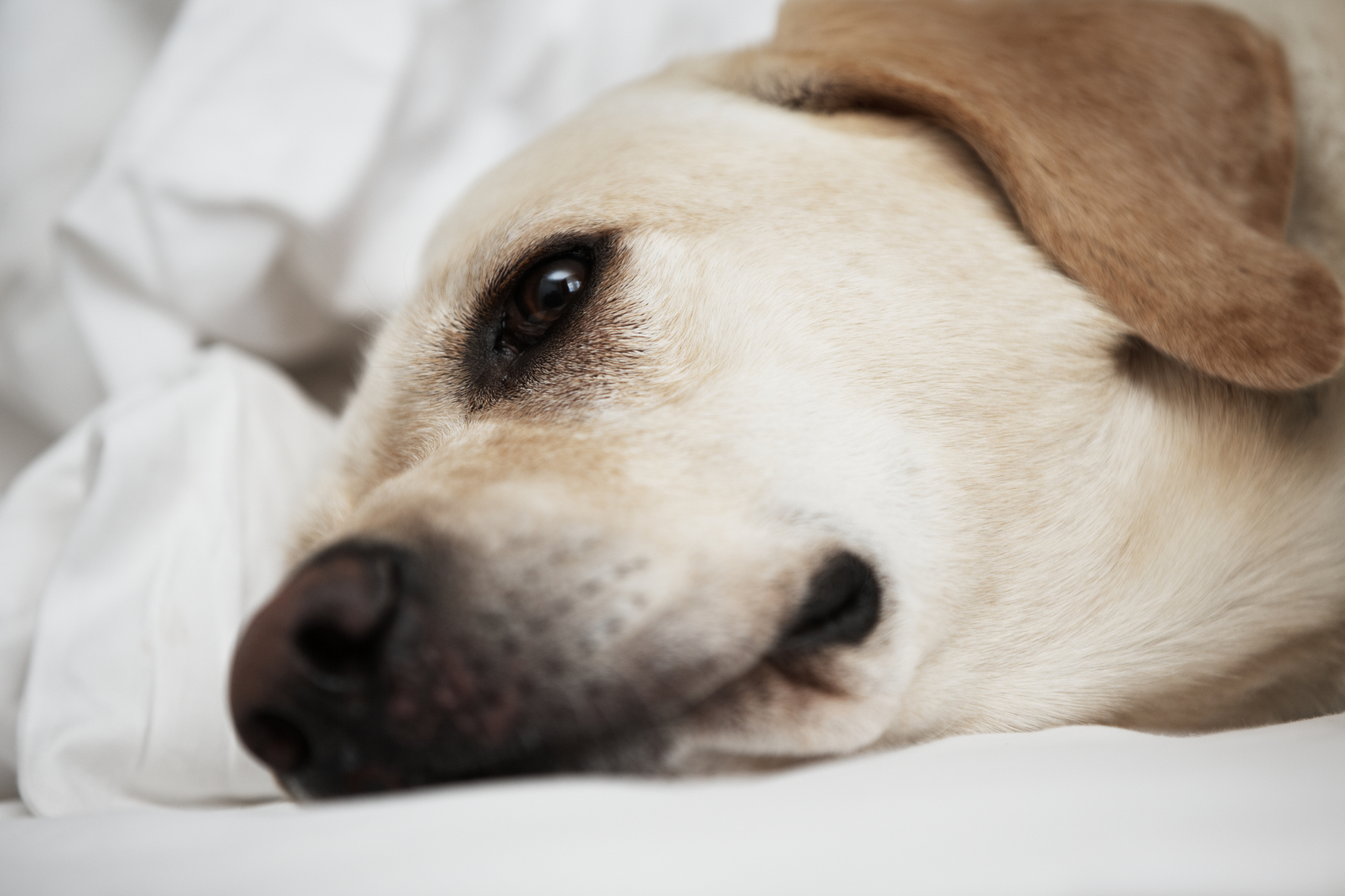 Labrador is lying on bed in home.