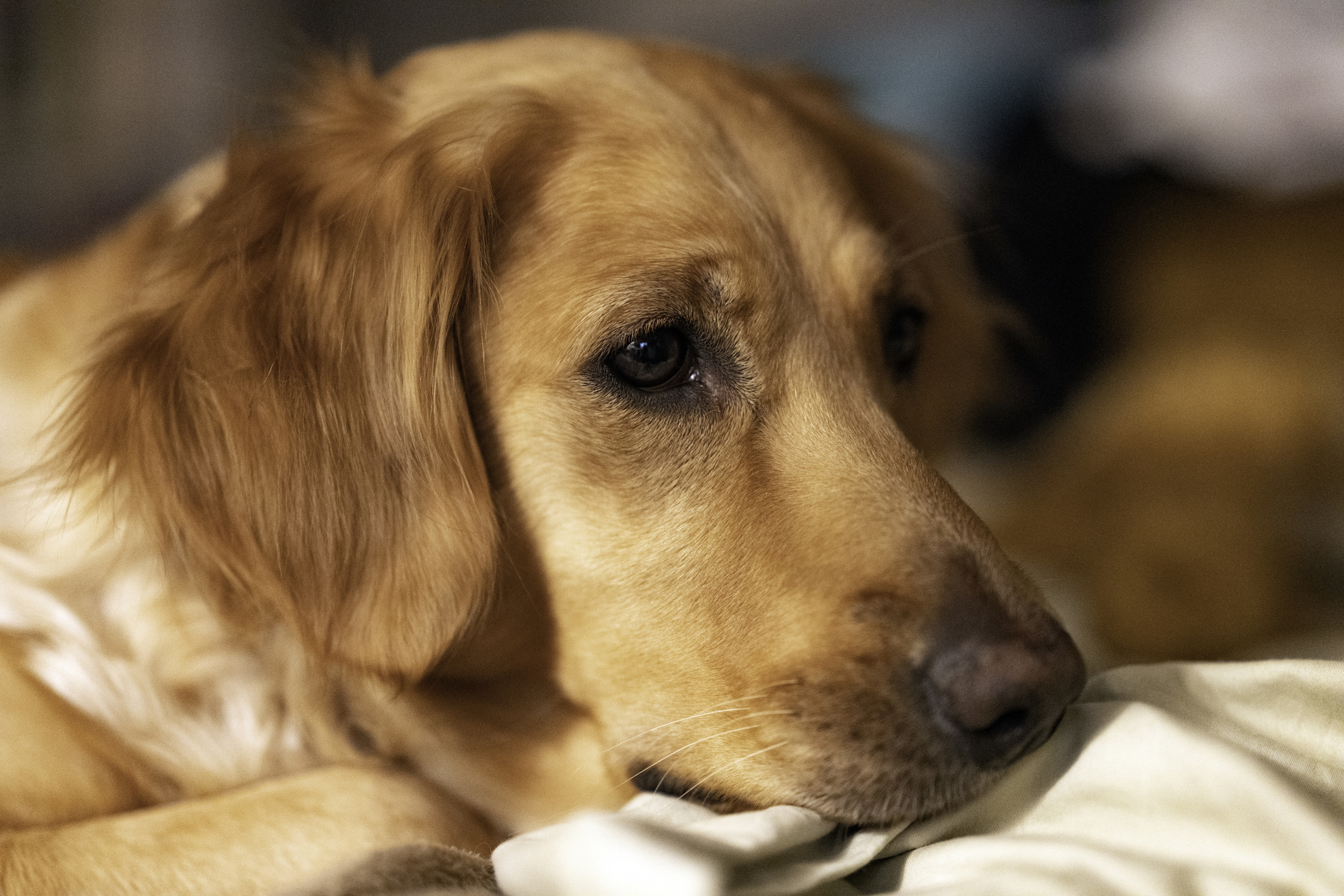 Female golden retriever intently watches something off-camera.