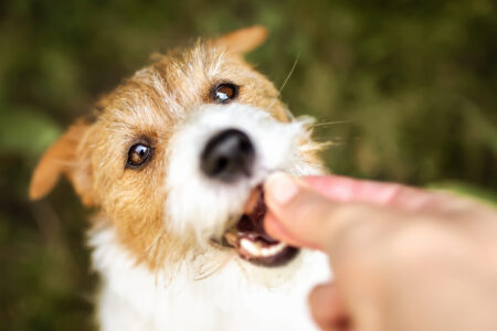 Hand giving snack treat to a healthy dog. Teeth cleaning, pet dental care.