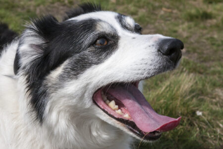 Big close-up of the head of a black and white Border Collie dog, out enjoying her walk and panting in excitement.