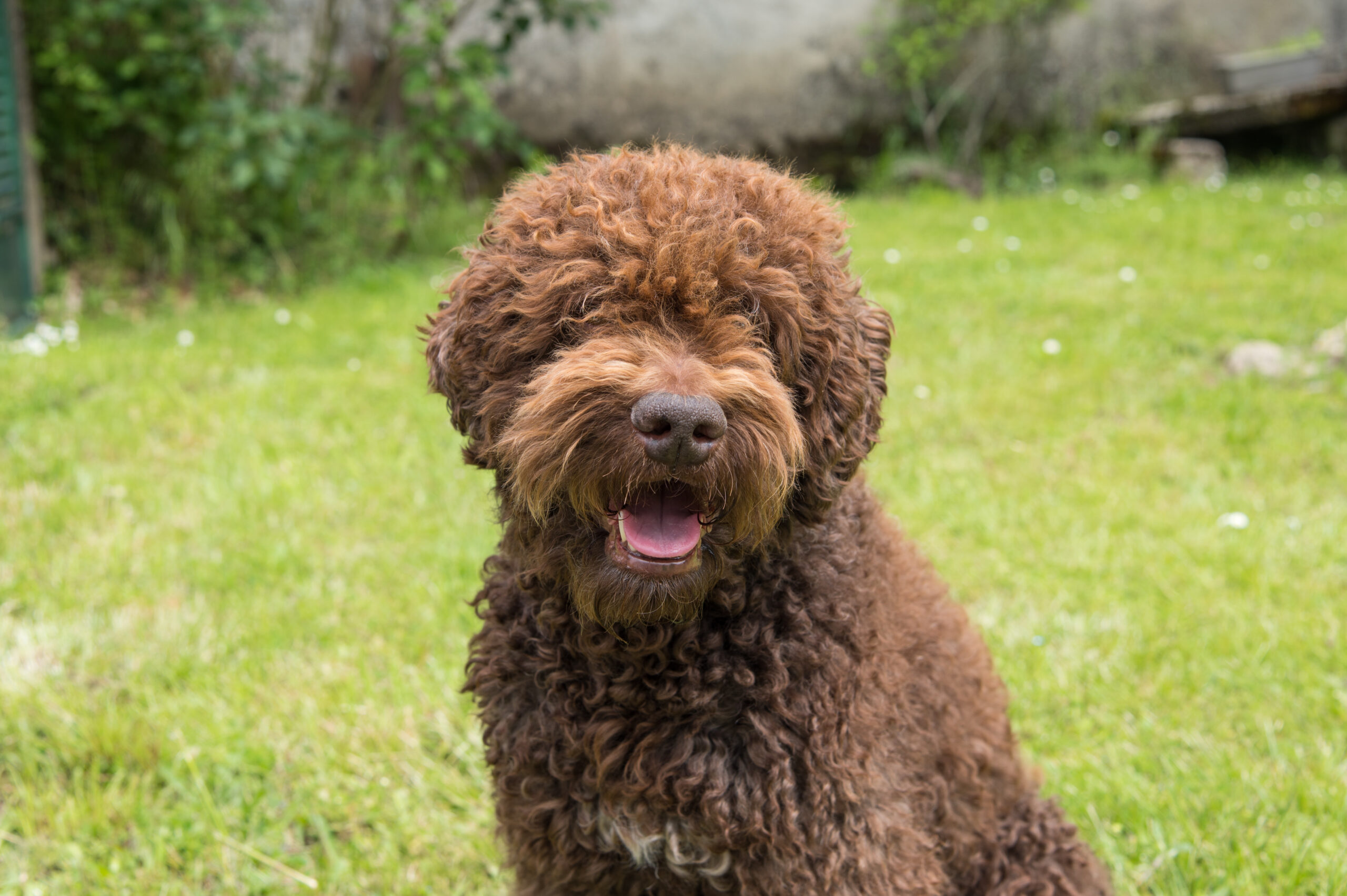 brun hund sitter i gräset