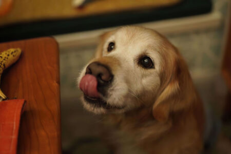 Voivatko koirat syödä banaania?