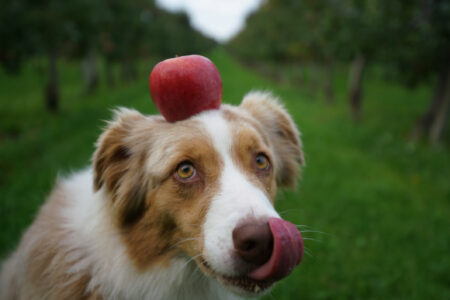 hund med ett äpple på huvudet